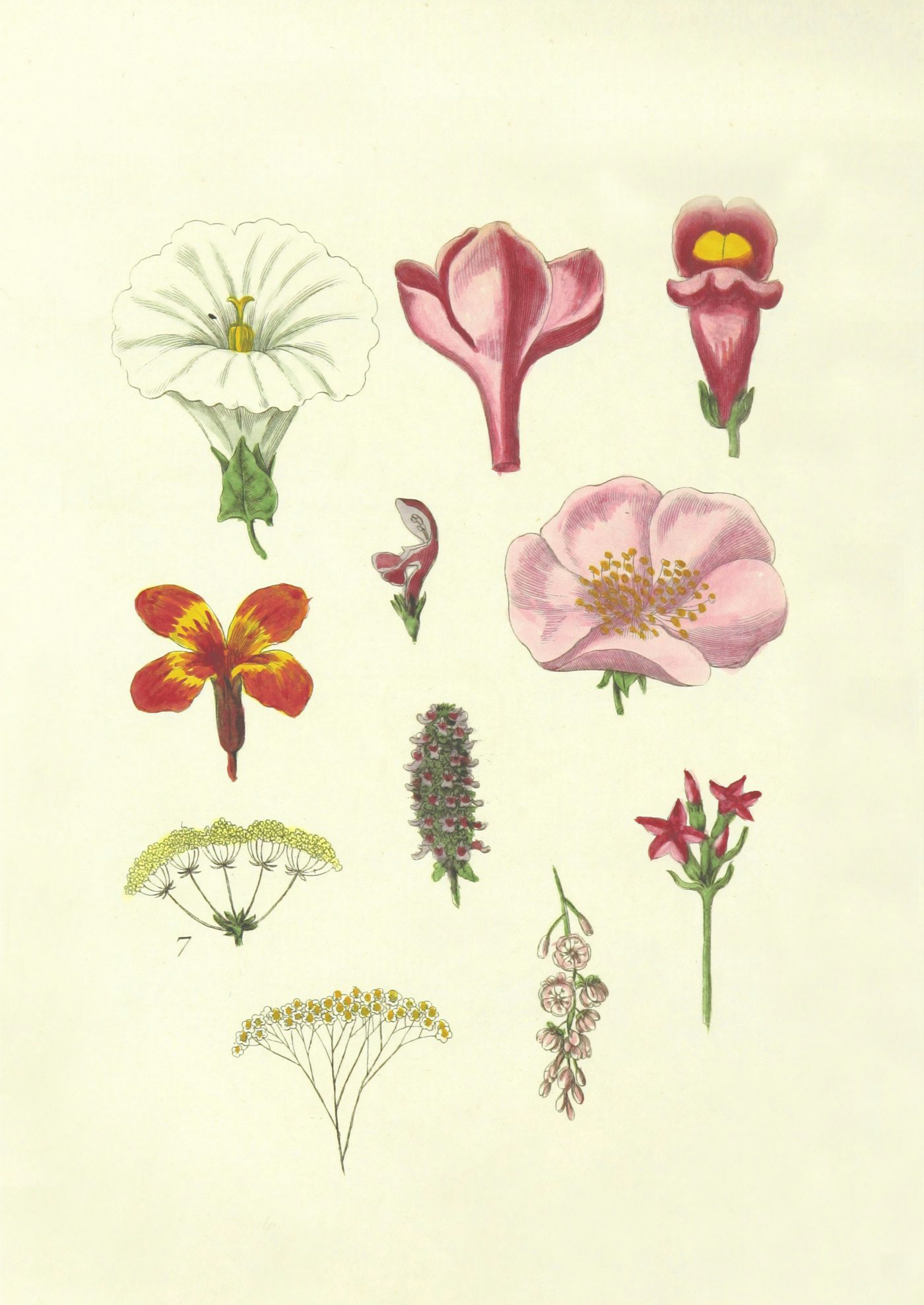 Hand-painted botanical study of pressed flowers on warm parchment